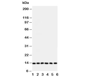 Glutaredoxin 2 Antibody