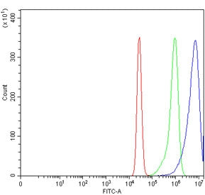 Caspase-8 Antibody