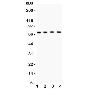 Kv4.1 Antibody