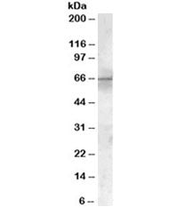 PDK1 Antibody