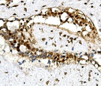 U2AF65 Antibody / U2AF2