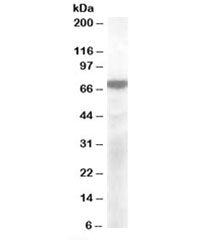 KCNQ4 Antibody