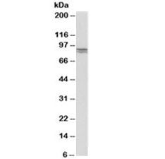 E-Cadherin Antibody