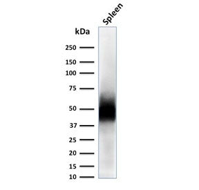 Western blot testing of human spleen lysate with CD63 antibody (clone LAMP3/2788). Predicted molecul