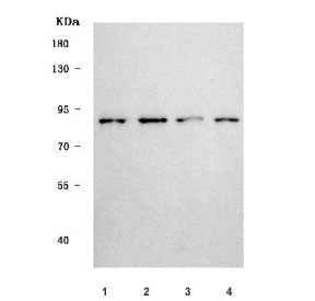 Western blot testing of 1) human MCF7, 2) human placenta, 3) rat liver and 4) mouse liver tissue lys