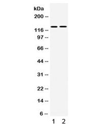 TRPM5 Antibody