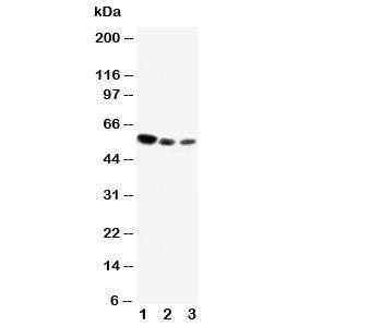 CD89 Antibody