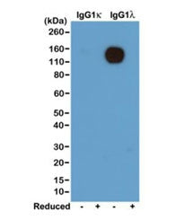 Western blot of nonreduced(-) and reduced(+) mouse IgG1κ and IgG1λ (20ng/lane), using 0.2ug/ml of