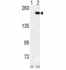 GCN2 Antibody