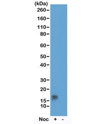 Histone H3 Antibody (pThr11)