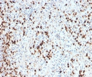 IHC staining of FFPE human spleen tissue with recombinant Myeloperoxidase antibody (clone MPO/33R).