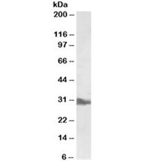 APOA1 Antibody