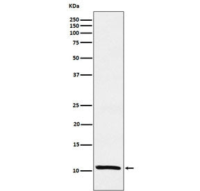 Western blot testing of human MCF7 cell lysate with TFF1 antibody. Predicted molecular weight ~12 kD