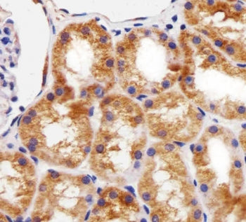 Bcl10 Antibody