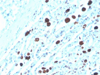 Napsin A Antibody