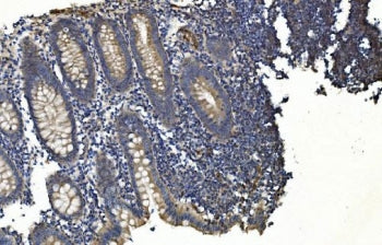 APPL1 Antibody