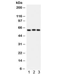 Heparanase 1 Antibody