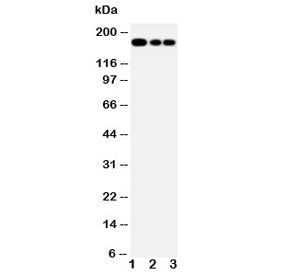 MRP1 Antibody