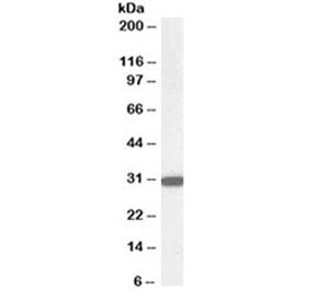 Western blot testing of human kidney lysate with NQO1 antibody at 0.03ug/ml. Predicted molecular wei
