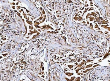 MFAP3 Antibody / Microfibril-associated glycoprotein 3