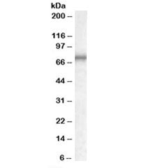 MEPCE Antibody