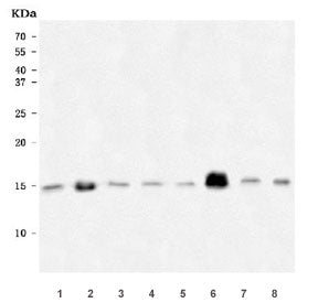 Western blot testing of 1) rat brain, 2) rat heart, 3) rat kidney, 4) rat liver, 5) mouse brain, 6)