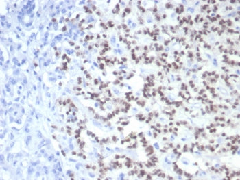 PAX6 Antibody
