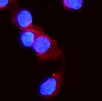 Immunofluorescent staining of FFPE rat NRK cells with ACVR2A antibody (red) and DAPI nuclear stain (blue). HIER: steam section in pH6 citrate buffer for 20 min.