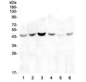 ZP3 Antibody / Zona pellucida glycoprotein 3