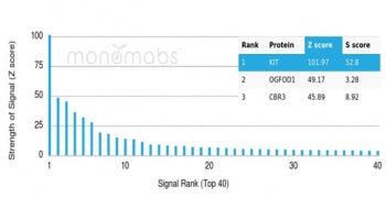 c-Kit Antibody / CD117 / SCFR
