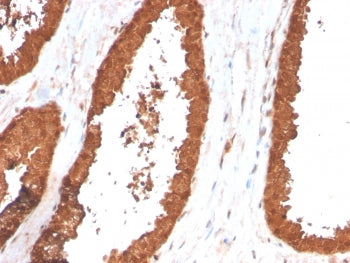 TIGIT Antibody / VSTM3 / VSIG9