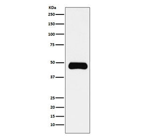 ETS1 Antibody
