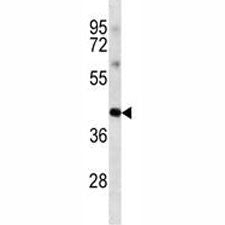 Oct4 Antibody