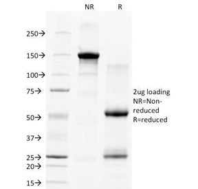 SDS-PAGE Analysis of Purified, BSA-Free CD28 Antibody (clone C28/77). Confirmation of Integrity and