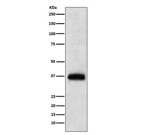 CD7 Antibody