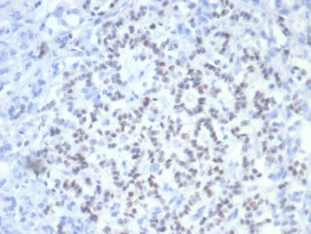 PAX6 Antibody