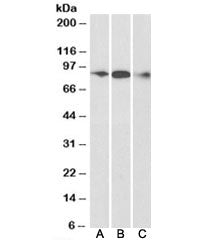 ELMO1 Antibody