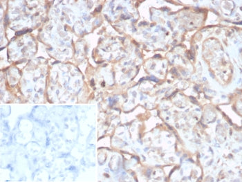 IHC staining of FFPE human placental tissue with TGF beta antibody (clone TGFB/7240). Inset: PBS use