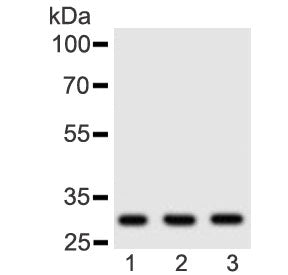 Adiponectin Antibody