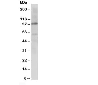Cullin 4B Antibody