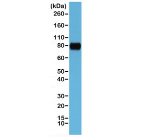 CD44 Antibody (Extracellular domain)