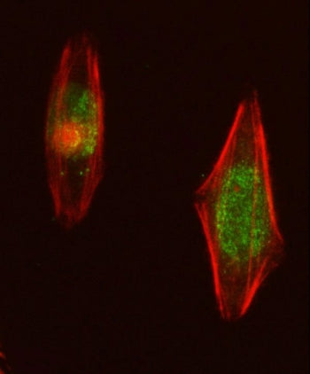 NUP107 Antibody / Nucleoporin 107