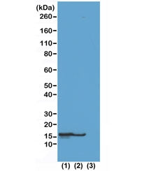 H2BK23ac Antibody / Acetyl Histone H2B Lysine 23