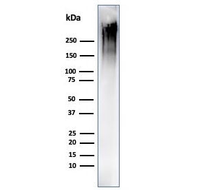MUC1 Antibody / Mucin-1