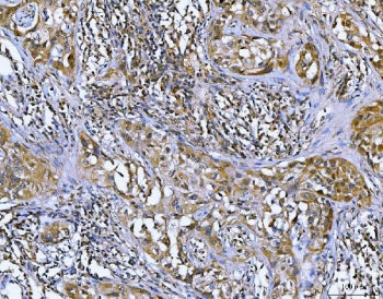 Bcl10 Antibody