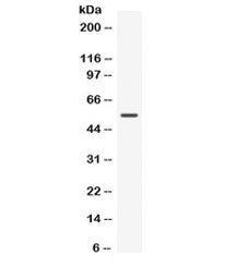 Western blot testing of mouse HEPA cell lysate with Nucb2 antibody. Predicted molecular weight ~50 k