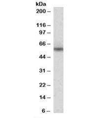 Western blot testing of human heart lysate with Nprl3 antibody at 0.3ug/ml. Predicted molecular weig