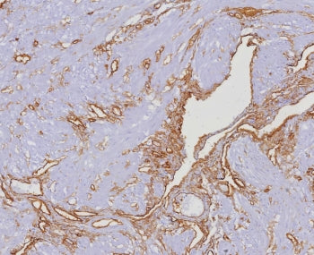 CD34 Antibody