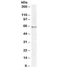 Synaptotagmin 1 Antibody