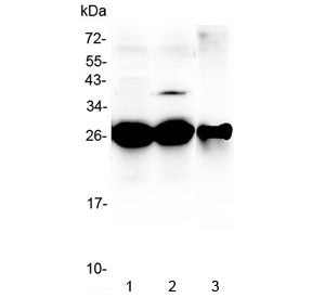 MBL2 Antibody